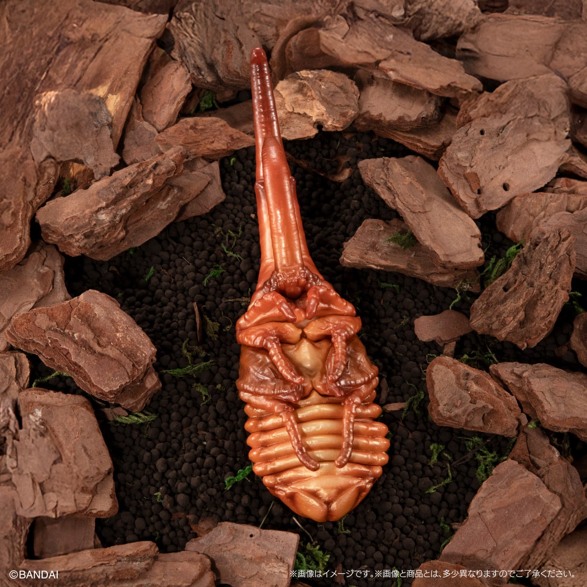 いきもの大図鑑　かぶとむし１０　樹皮台座（小）セット