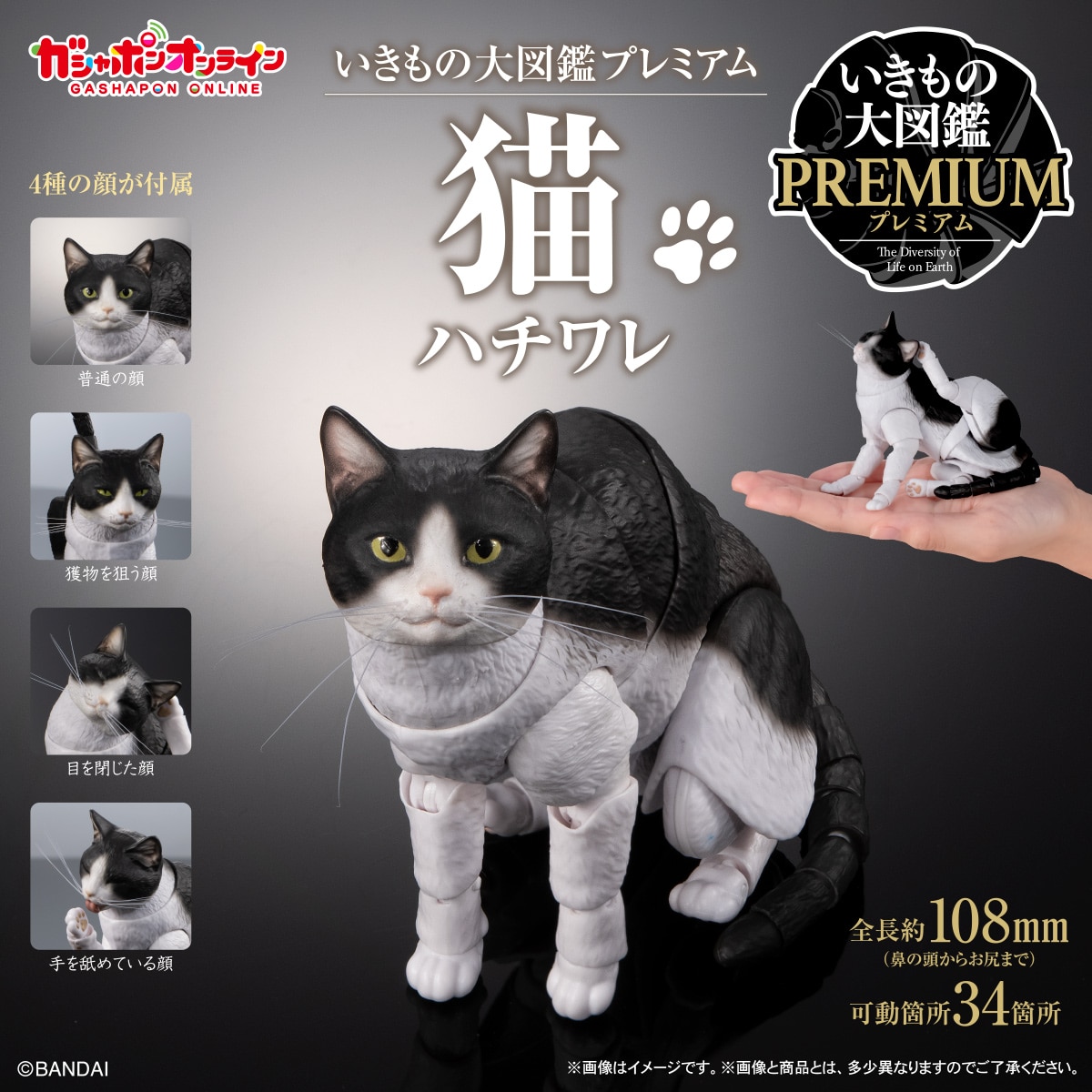 いきもの大図鑑プレミアム　猫　ハチワレ