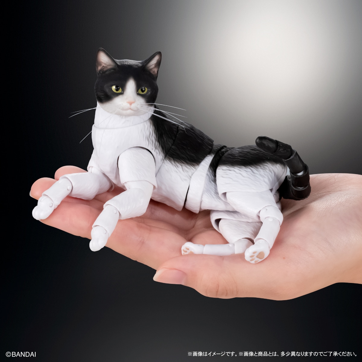 いきもの大図鑑プレミアム　猫　ハチワレ