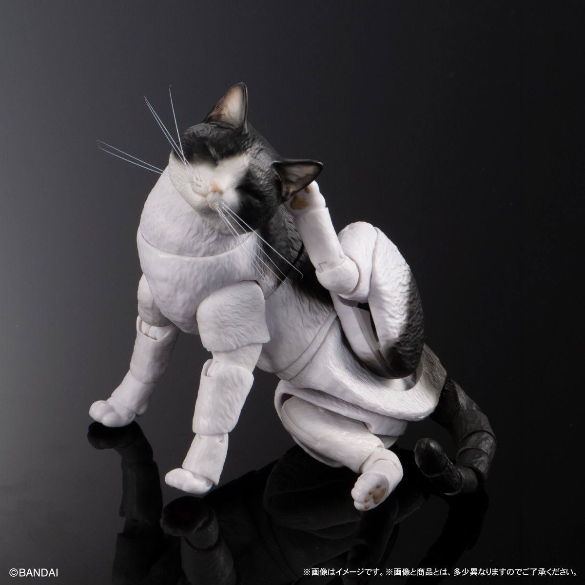 いきもの大図鑑プレミアム　猫　ハチワレ