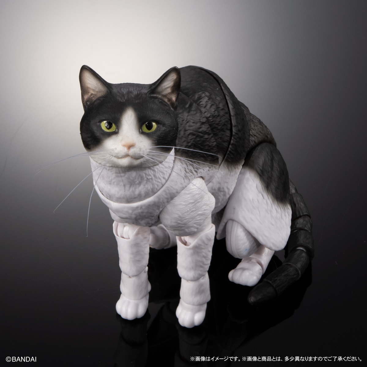 いきもの大図鑑プレミアム　猫　ハチワレ