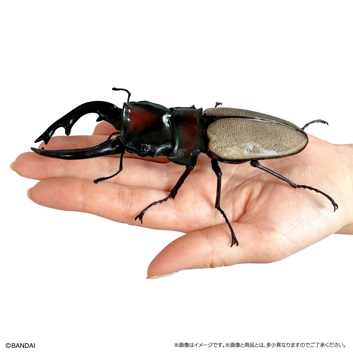 いきもの大図鑑　くわがた1２　樹皮台座（小）セット