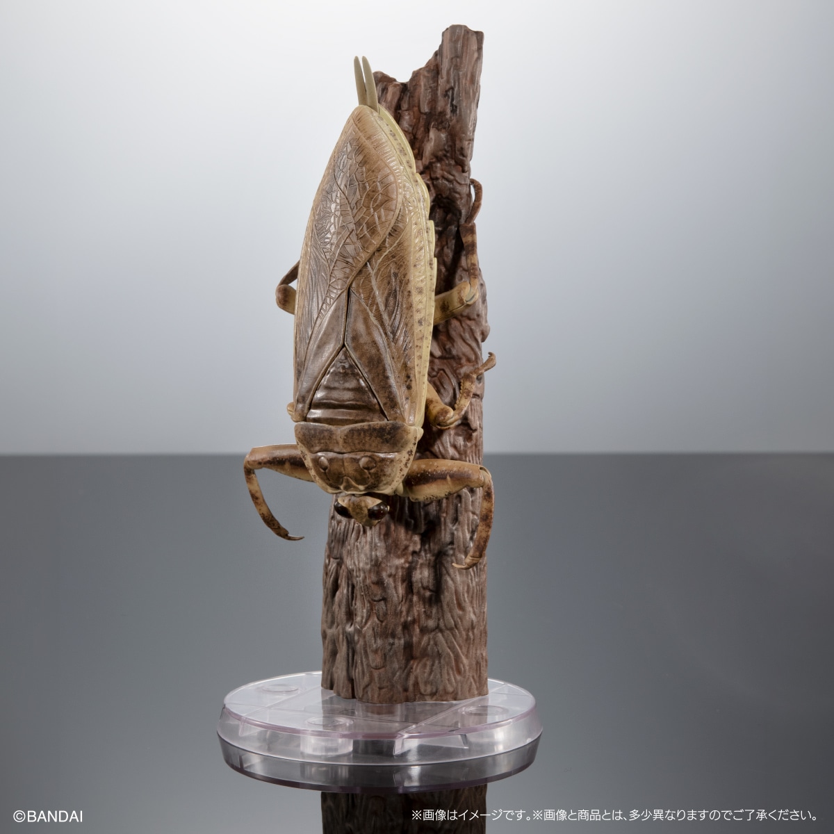 いきもの大図鑑アドバンス　水生昆虫02　ゲンゴロウ　ディスプレイスタンド＆止まり木セット