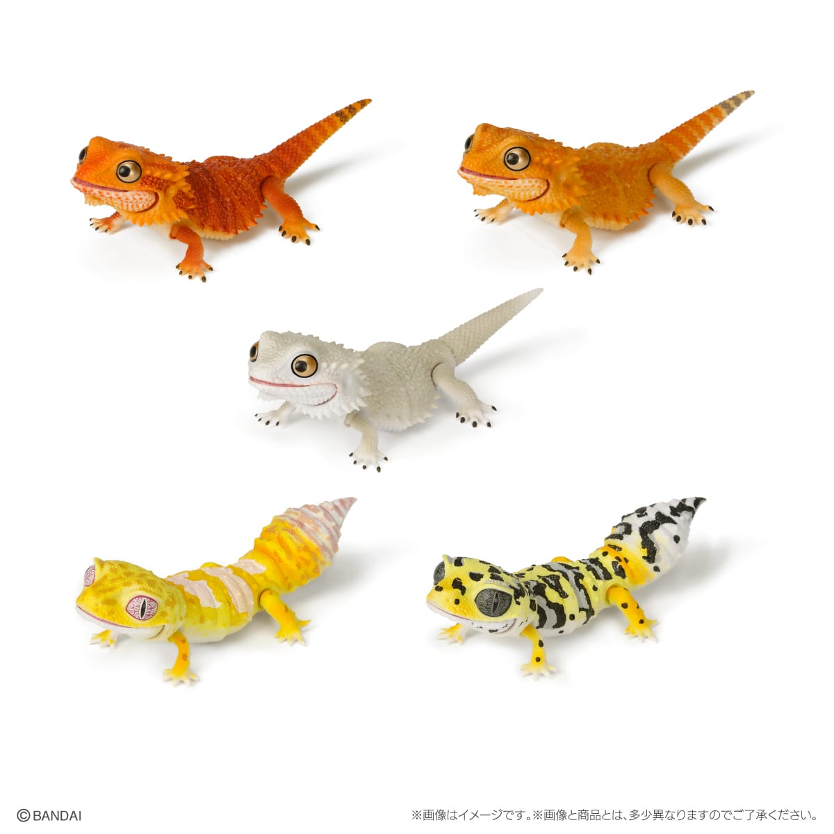 いきもの大図鑑レプティ　フトアゴヒゲトカゲ【2023年5月発送】