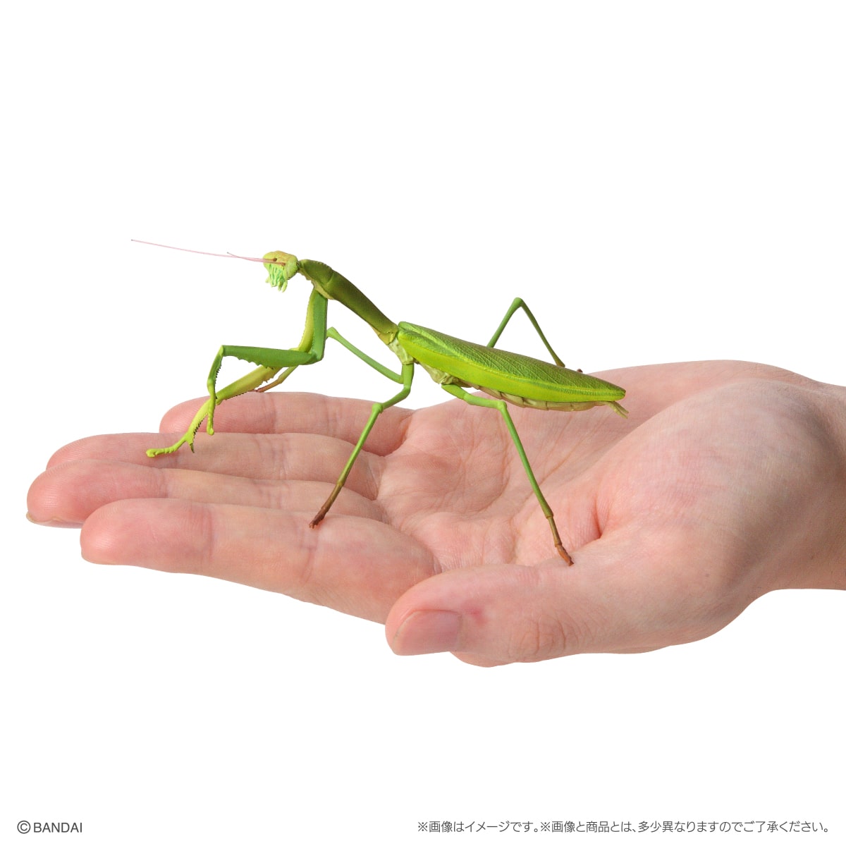 いきもの大図鑑ミニコレクション　昆虫０２【2023年5月発送】